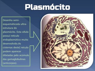 Desenho semi-
esquemáticoda ultra-
estrutura do
plasmócito. Esta célula
possui retículo
endoplasmático muito
desenvolvido.As
cisternas deste] reículo
podem aparecer
dilatadas pelo acúmulo
das gamaglobulinas
(anticorpos).
 