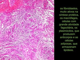 os fibroblastos,
muito ativos na
síntese protéica,
os macrófagos,
células com
grande atividade
fagocitária, os
plasmócitos, que
produzem
anticorpos e as
células
adiposas, que
armazenam
lipídeos.
 