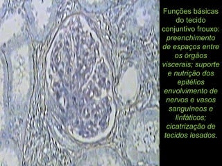 Funções básicas
do tecido
conjuntivo frouxo:
preenchimento
de espaços entre
os órgãos
viscerais; suporte
e nutrição dos
epitélios
envolvimento de
nervos e vasos
sanguíneos e
linfáticos;
cicatrização de
tecidos lesados.
 