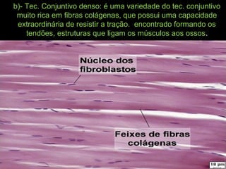 b)- Tec. Conjuntivo denso: é uma variedade do tec. conjuntivo
muito rica em fibras colágenas, que possui uma capacidade
extraordinária de resistir a tração. encontrado formando os
tendões, estruturas que ligam os músculos aos ossos.
 