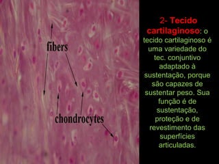 2- Tecido
cartilaginoso: o
tecido cartilaginoso é
uma variedade do
tec. conjuntivo
adaptado à
sustentação, porque
são capazes de
sustentar peso. Sua
função é de
sustentação,
proteção e de
revestimento das
superfícies
articuladas.
 