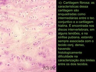 c)- Cartilagem fibrosa: as
características dessa
cartilagem são
enquadradas como
intermediárias entre o tec.
conjuntivo e a cartilagem
hialina. É encontrada nos
discos intervertebrais, em
alguns tendões, e na
sínfise pubiana, estando
sempre associada com o
tecido conj. denso,
havendo
histologicamente
dificuldade na
caracterização dos limites
entre os dois tecidos.
 