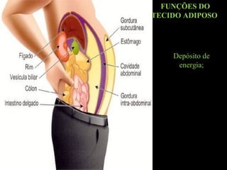 FUNÇÕES DO
TECIDO ADIPOSO
Depósito de
energia;
 