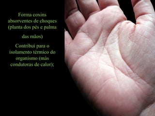 Forma coxins
absorventes de choques
(planta dos pés e palma
das mãos)
Contribui para o
isolamento térmico do
organismo (más
condutoras de calor);
 