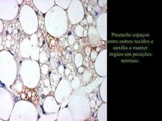Preenche espaços
entre outros tecidos e
auxilia a manter
órgãos em posições
normais
 