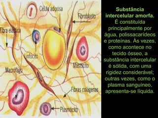 Substância
intercelular amorfa.
É constituída
principalmente por
água, polissacarídeos
e proteínas. Às vezes,
como acontece no
tecido ósseo, a
substância intercelular
é sólida, com uma
rigidez considerável;
outras vezes, como o
plasma sanguíneo,
apresenta-se líquida.
 