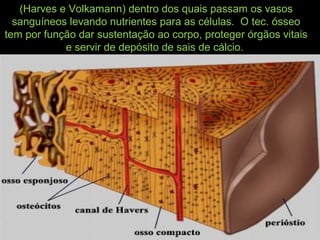 (Harves e Volkamann) dentro dos quais passam os vasos
sanguíneos levando nutrientes para as células. O tec. ósseo
tem por função dar sustentação ao corpo, proteger órgãos vitais
e servir de depósito de sais de cálcio.
 
