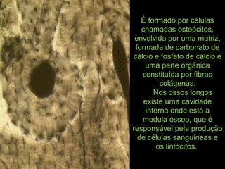 É formado por células
chamadas osteócitos,
envolvida por uma matriz,
formada de carbonato de
cálcio e fosfato de cálcio e
uma parte orgânica
constituída por fibras
colágenas.
Nos ossos longos
existe uma cavidade
interna onde está a
medula óssea, que é
responsável pela produção
de células sanguíneas e
os linfócitos.
 
