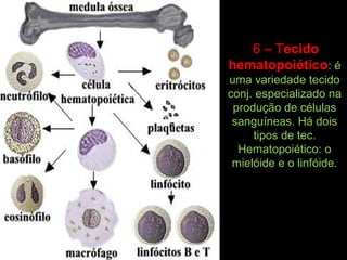 6 – Tecido
hematopoiético: é
uma variedade tecido
conj. especializado na
produção de células
sanguíneas. Há dois
tipos de tec.
Hematopoiético: o
mielóide e o linfóide.
 