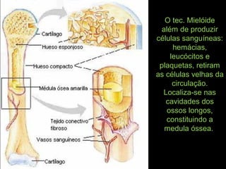 O tec. Mielóide
além de produzir
células sanguíneas:
hemácias,
leucócitos e
plaquetas, retiram
as células velhas da
circulação.
Localiza-se nas
cavidades dos
ossos longos,
constituindo a
medula óssea.
 