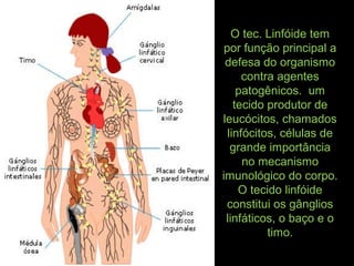 O tec. Linfóide tem
por função principal a
defesa do organismo
contra agentes
patogênicos. um
tecido produtor de
leucócitos, chamados
linfócitos, células de
grande importância
no mecanismo
imunológico do corpo.
O tecido linfóide
constitui os gânglios
linfáticos, o baço e o
timo.
 