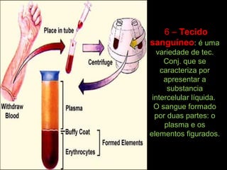 6 – Tecido
sanguíneo: é uma
variedade de tec.
Conj. que se
caracteriza por
apresentar a
substancia
intercelular líquida.
O sangue formado
por duas partes: o
plasma e os
elementos figurados.
 