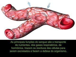 As principais funções do sangue são o transporte
de nutrientes, dos gases respiratórios, de
hormônios, trazem os resíduos das células para
serem excretados e fazem a defesa do organismo.
 