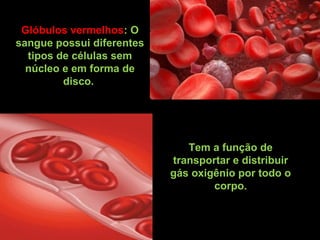 Glóbulos vermelhos: O
sangue possui diferentes
tipos de células sem
núcleo e em forma de
disco.
Tem a função de
transportar e distribuir
gás oxigênio por todo o
corpo.
 