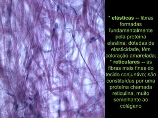 * elásticas -- fibras
formadas
fundamentalmente
pela proteína
elastina; dotadas de
elasticidade, têm
coloração amarelada;
* reticulares -- as
fibras mais finas do
tecido conjuntivo; são
constituídas por uma
proteína chamada
reticulina, muito
semelhante ao
colágeno
 