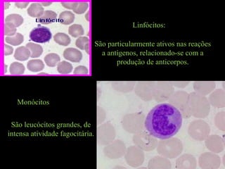 Linfócitos:
Monócitos
São particularmente ativos nas reações
a antígenos, relacionado-se com a
produção de anticorpos.
São leucócitos grandes, de
intensa atividade fagocitária.
 