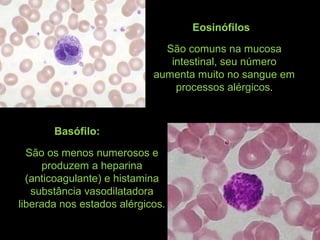 Eosinófilos
Basófilo:
São comuns na mucosa
intestinal, seu número
aumenta muito no sangue em
processos alérgicos.
São os menos numerosos e
produzem a heparina
(anticoagulante) e histamina
substância vasodilatadora
liberada nos estados alérgicos.
 