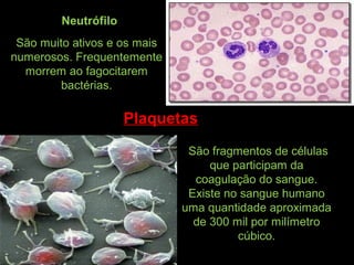 São fragmentos de células
que participam da
coagulação do sangue.
Existe no sangue humano
uma quantidade aproximada
de 300 mil por milímetro
cúbico.
Neutrófilo
São muito ativos e os mais
numerosos. Frequentemente
morrem ao fagocitarem
bactérias.
Plaquetas
 