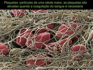Plaquetas: partículas de uma célula maior, as plaquetas são
ativadas quando a coagulação do sangue é necessária
 