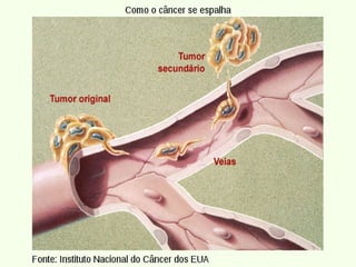 Tecido conjuntivo