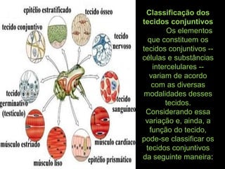 Classificação dos
tecidos conjuntivos
Os elementos
que constituem os
tecidos conjuntivos --
células e substâncias
intercelulares --
variam de acordo
com as diversas
modalidades desses
tecidos.
Considerando essa
variação e, ainda, a
função do tecido,
pode-se classificar os
tecidos conjuntivos
da seguinte maneira:
 