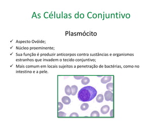 As Células do Conjuntivo 
Plasmócito 
 Aspecto Ovóide; 
 Núcleo proeminente; 
 Sua função é produzir anticorpos contra sustâncias e organismos 
estranhos que invadem o tecido conjuntivo; 
 Mais comum em locais sujeitos a penetração de bactérias, como no 
intestino e a pele. 
 