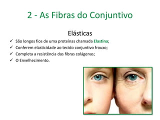 2 - As Fibras do Conjuntivo 
Elásticas 
 São longos fios de uma proteínas chamada Elastina; 
 Conferem elasticidade ao tecido conjuntivo frouxo; 
 Completa a resistência das fibras colágenas; 
 O Envelhecimento. 
 