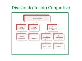 Divisão do Tecido Conjuntivo 
 