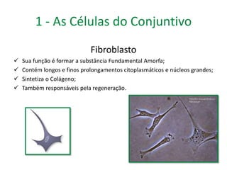 1 - As Células do Conjuntivo 
Fibroblasto 
 Sua função é formar a substância Fundamental Amorfa; 
 Contém longos e finos prolongamentos citoplasmáticos e núcleos grandes; 
 Sintetiza o Colágeno; 
 Também responsáveis pela regeneração. 
 
