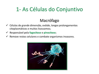 1- As Células do Conjuntivo 
Macrófago 
 Células de grande dimensão, ovóide, longos prolongamentos 
citoplasmáticos e muitos lisossomos; 
 Responsável pela fagocitose e pinocitose; 
 Remove restos celulares e combate organismos invasores. 
 
