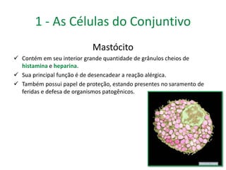 1 - As Células do Conjuntivo 
Mastócito 
 Contém em seu interior grande quantidade de grânulos cheios de 
histamina e heparina. 
 Sua principal função é de desencadear a reação alérgica. 
 Também possui papel de proteção, estando presentes no saramento de 
feridas e defesa de organismos patogênicos. 
 