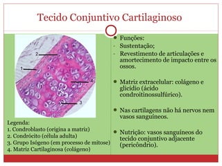 Tecido Conjuntivo Cartilaginoso
 Funções:
- Sustentação;
- Revestimento de articulações e
amortecimento de impacto entre os
ossos.
 Matriz extracelular: colágeno e
glicídio (ácido
condroitinossulfúrico).
 Nas cartilagens não há nervos nem
vasos sanguíneos.
 Nutrição: vasos sanguíneos do
tecido conjuntivo adjacente
(pericôndrio).
Legenda:
1. Condroblasto (origina a matriz)
2. Condrócito (célula adulta)
3. Grupo Isógeno (em processo de mitose)
4. Matriz Cartilaginosa (colágeno)
 