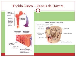Tecido Ósseo – Canais de Havers
 