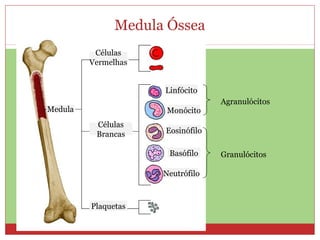 Medula Óssea
Linfócito
Monócito
Eosinófilo
Basófilo
Neutrófilo
Células
Vermelhas
Células
Brancas
Plaquetas
Agranulócitos
Granulócitos
Medula
 