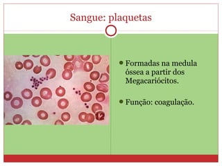Sangue: plaquetas
Formadas na medula
óssea a partir dos
Megacariócitos.
Função: coagulação.
 