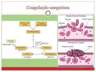 Coagulação sanguínea
 