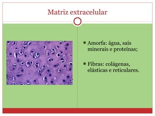 Matriz extracelular
Amorfa: água, sais
minerais e proteínas;
Fibras: colágenas,
elásticas e reticulares.
 