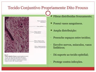  Fibras distribuídas frouxamente;
 Possui vasos sanguíneos.
 Ampla distribuição:
- Preenche espaços entre tecidos;
- Envolve nervos, músculos, vasos
linfáticos;
- Dá suporte ao tecido epitelial;
- Protege contra infecções.
Tecido Conjuntivo Propriamente Dito Frouxo
 
