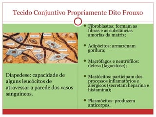 Tecido Conjuntivo Propriamente Dito Frouxo
 Fibroblastos: formam as
fibras e as substâncias
amorfas da matriz;
 Adipócitos: armazenam
gordura;
 Macrófagos e neutrófilos:
defesa (fagocitose);
 Mastócitos: participam dos
processos inflamatórios e
alérgicos (secretam heparina e
histamina);
 Plasmócitos: produzem
anticorpos.
Diapedese: capacidade de
alguns leucócitos de
atravessar a parede dos vasos
sanguíneos.
 