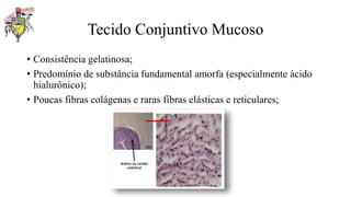 Tecido Conjuntivo Mucoso
• Consistência gelatinosa;
• Predomínio de substância fundamental amorfa (especialmente ácido
hialurônico);
• Poucas fibras colágenas e raras fibras elásticas e reticulares;
 