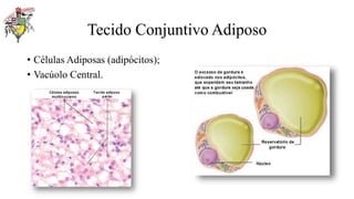 Tecido Conjuntivo Adiposo
• Células Adiposas (adipócitos);
• Vacúolo Central.
 