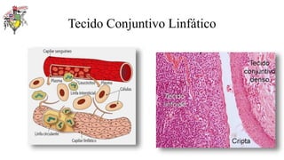 Tecido Conjuntivo Linfático
 