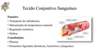 Tecido Conjuntivo Sanguíneo
Funções:
• Transporte de substâncias;
• Manutenção da temperatura corporal;
• Regulação osmótica;
• Defesa.
Constituição:
• Plasma;
• Elementos figurados (hemácias, leucócitos e plaquetas).
 