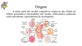 Origem
A maior parte dos tecidos conjuntivos origina-se das células do
folheto germinativo intermediário dos tecidos embrionários conhecido
como mesoderme, especialmente do mesênquima.
 