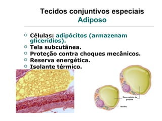 Tecidos conjuntivos especiais
                 Adiposo
   Células: adipócitos (armazenam
    glicerídios).
   Tela subcutânea.
   Proteção contra choques mecânicos.
   Reserva energética.
   Isolante térmico.
 