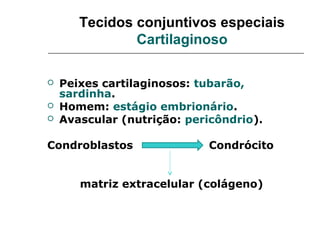 Tecidos conjuntivos especiais
               Cartilaginoso

   Peixes cartilaginosos: tubarão,
    sardinha.
   Homem: estágio embrionário.
   Avascular (nutrição: pericôndrio).

Condroblastos               Condrócito


       matriz extracelular (colágeno)
 
