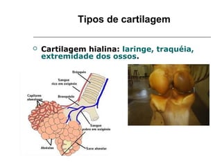 Tipos de cartilagem

   Cartilagem hialina: laringe, traquéia,
    extremidade dos ossos.
 