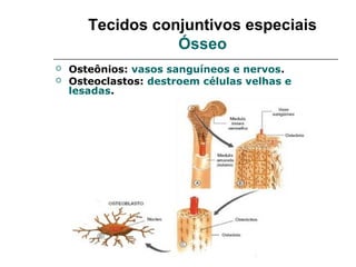 Tecidos conjuntivos especiais
                  Ósseo
   Osteônios: vasos sanguíneos e nervos.
   Osteoclastos: destroem células velhas e
    lesadas.
 