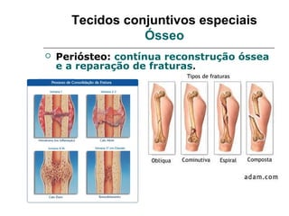 Tecidos conjuntivos especiais
                 Ósseo
   Periósteo: contínua reconstrução óssea
    e a reparação de fraturas.
 