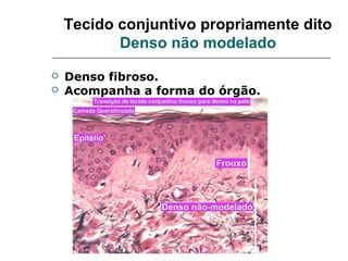 Tecido conjuntivo propriamente dito
           Denso não modelado
   Denso fibroso.
   Acompanha a forma do órgão.
 